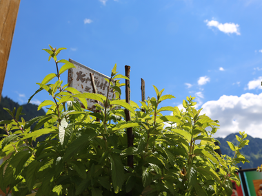 © Roland Fritsch / Montafon