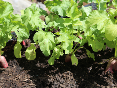 © Roland Fritsch / Montafon