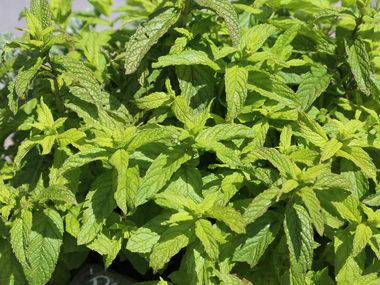 © Roland Fritsch / Montafon