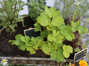© Roland Fritsch / Montafon