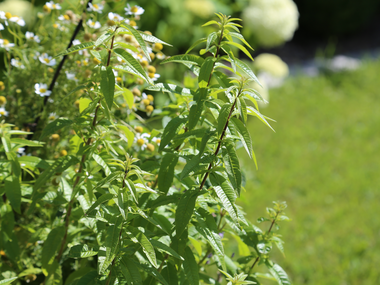 © Roland Fritsch / Montafon