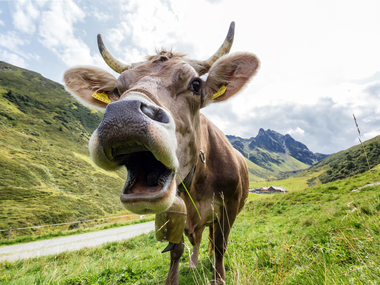 © Elisa Schöllhorn