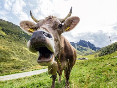 © Stefan Kothner / Montafon
