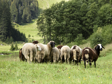 © Patrick Säly / Montafon