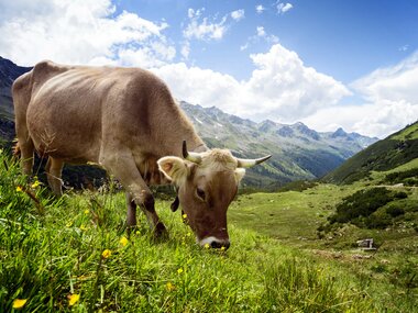 © Andreas Haller / Montafon
