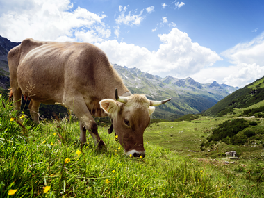 © Andreas Haller / Montafon