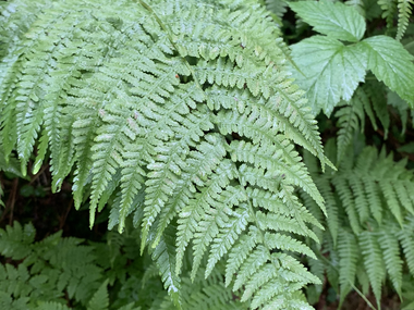 © Roland Fritsch / Montafon